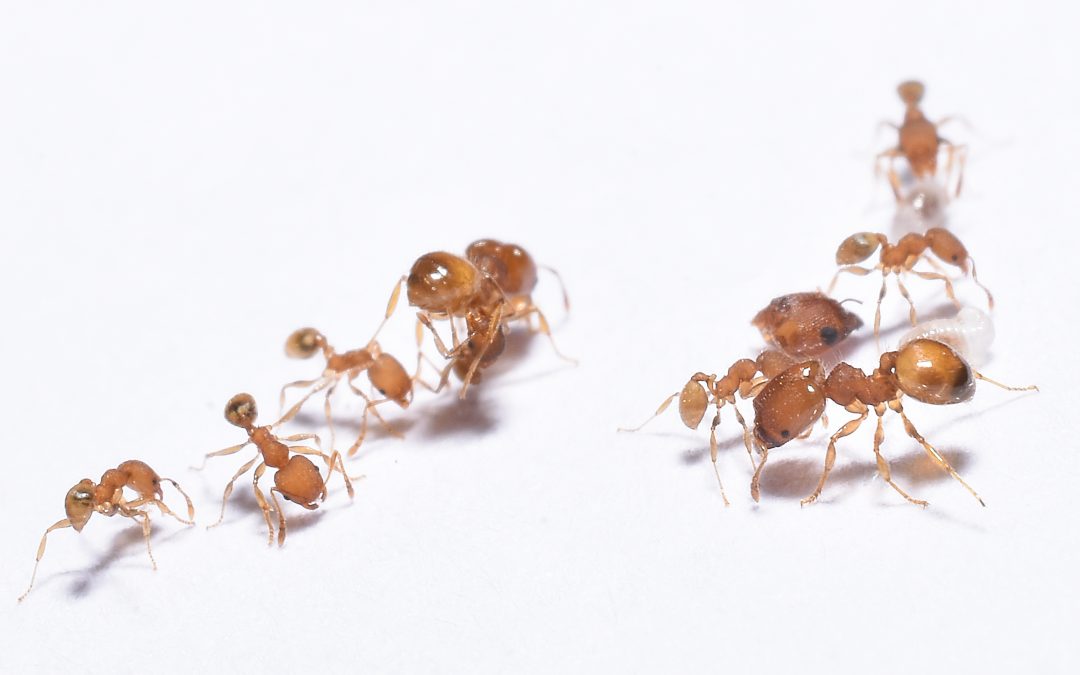 Pick-A-Pest: ANTS