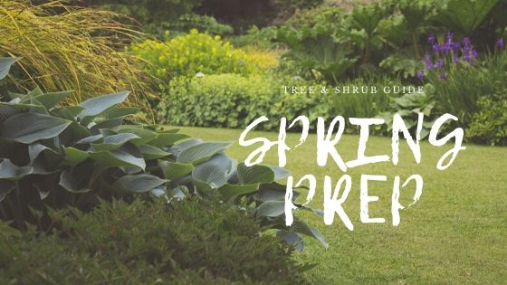 SPRING PREP: Tree & Shrub