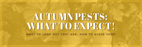 Autumn Pests: What to Expect!