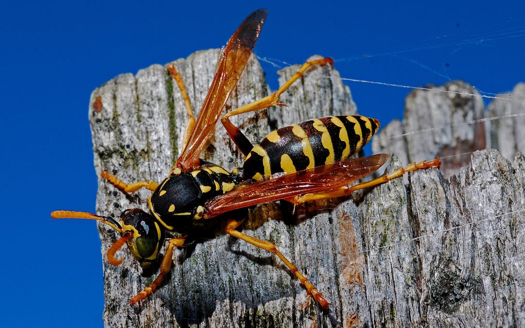 Pick-A-Pest Series: Bees, Wasps, & Hornets