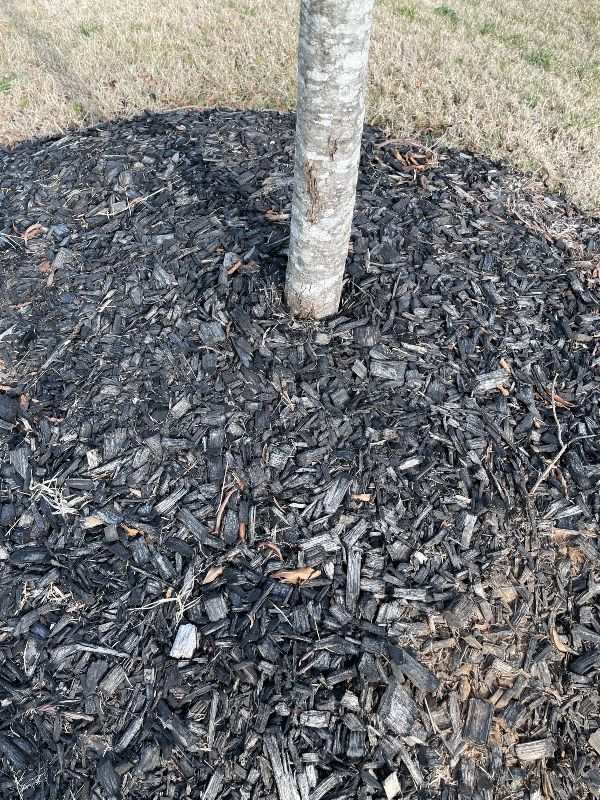Tree with too much mulch around the base
