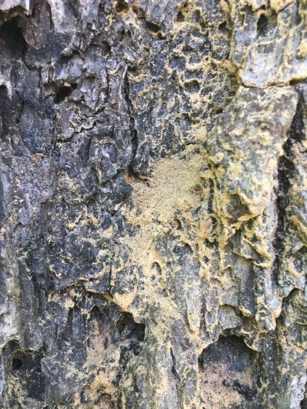 Ambrosia Beetles in tree trunk