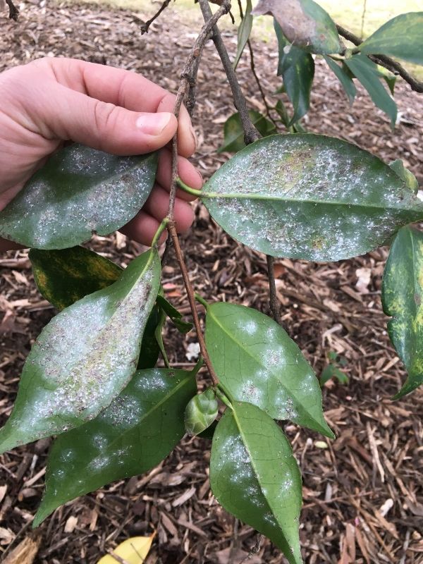 Certified Arborist Joey Plutro identifies tea scale on a shrub leaf.