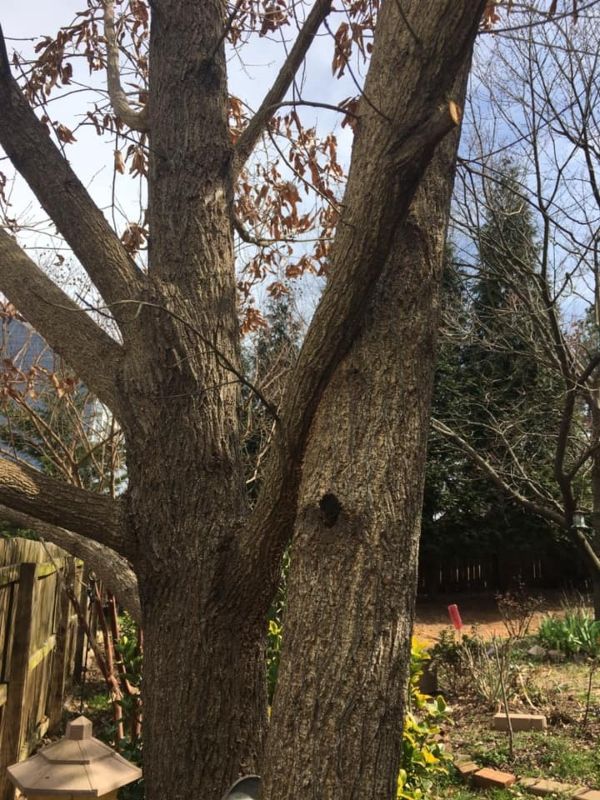 Branch crossing on mature tree